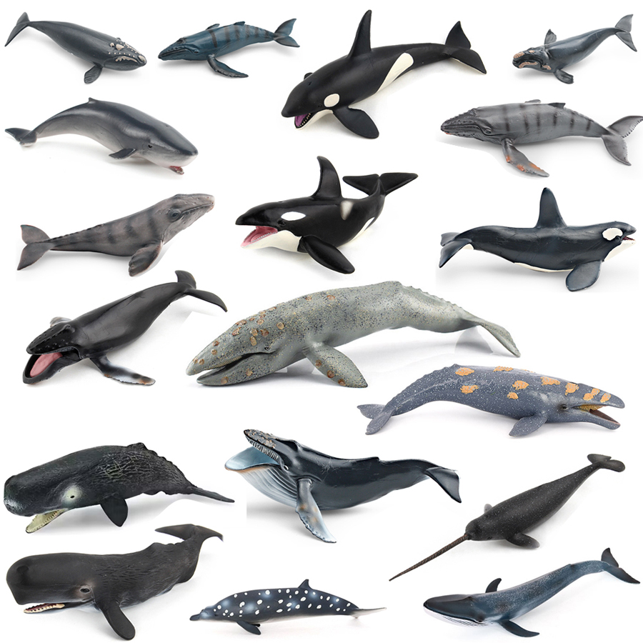 Kids Education Picture - Realistische Bultrugwalvis Spermawalvis Narwal Orka Zeeleven