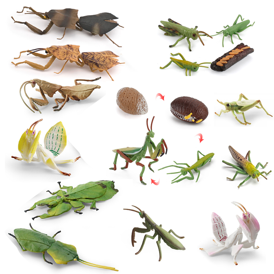 Kids Education Picture - Realistische Orchidee Mantis Dode Blad Mantis