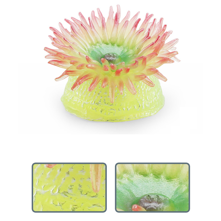 Realistische Coral Sea Anemone - Kids Education Picture recensie en prijs