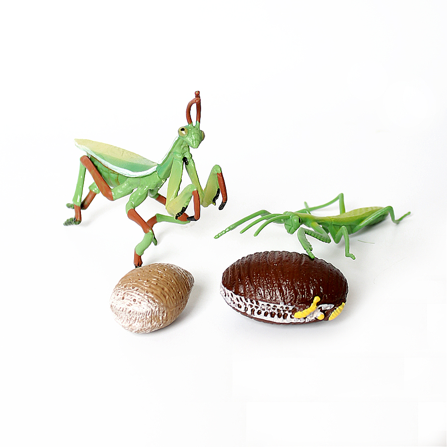 Realistische Orchidee Mantis D - Kids Education Picture recensie en prijs